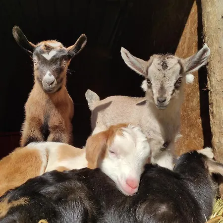 Podere Asche Santa Fiora