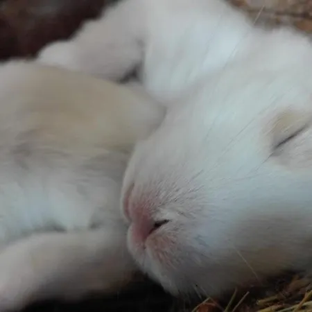 Podere Asche * Santa Fiora