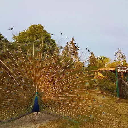 Farma Podere Asche Santa Fiora