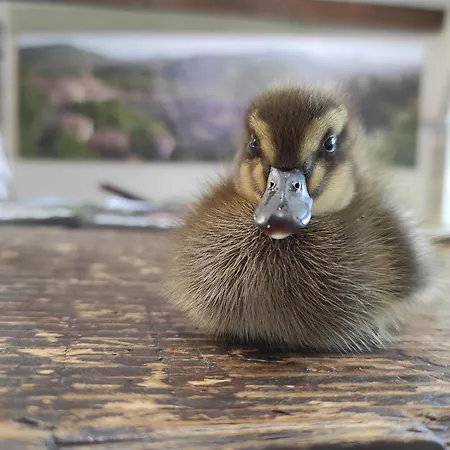 Farma Podere Asche Santa Fiora